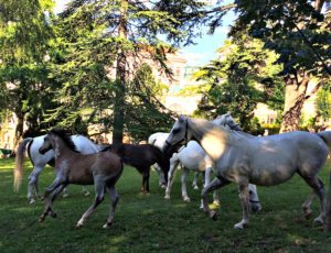 Vienna attractions: Lipizzaner Stallions