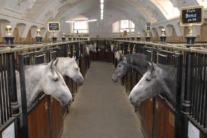 Imperial Palace Vienna: Lipizzaner Stallions