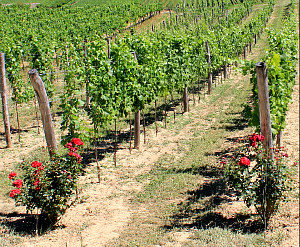 Wachau vineyards and roses