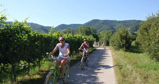 Wachau tour: biking group