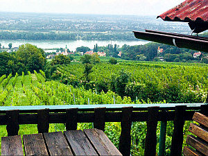 Vienna wineries: view from Heuriger Hirt